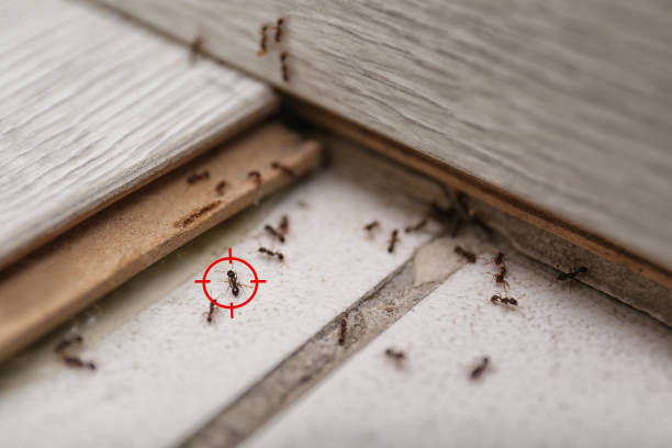 Best Termite Control Services  in Pleasant View, UT