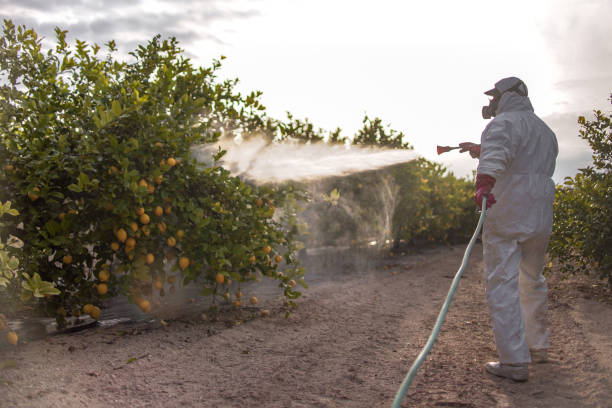 Wasp Removal Services in Pleasant View, UT