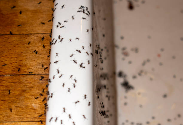 Reliable Pleasant View, UT Pest Control Solutions